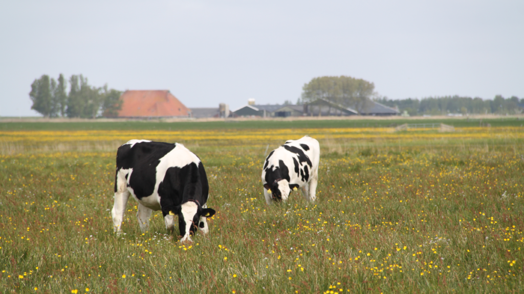 Melkveehouders kunnen kruidenrijk zaaigoed met korting bestellen Melkveehouders kunnen kruidenrijk zaaigoed met korting bestellen