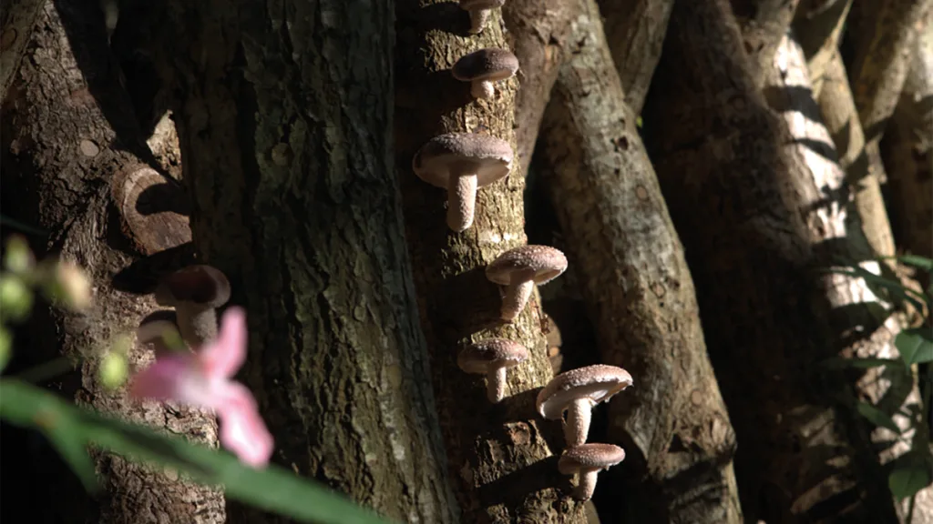 Diner tussen de Shiitakes: Een Unieke Culinaire Ervaring Diner tussen de Shiitakes: Een Unieke Culinaire Ervaring